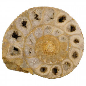 Ammonite sciée - 174 grammes