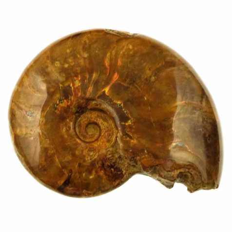Ammonite fossile - 458 grammes