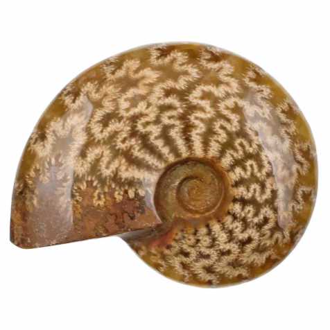 Ammonite fossile - 154 grammes