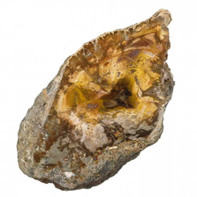 Tranche de bois fossile - 329 grammes