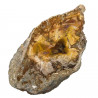Tranche de bois fossile - 329 grammes