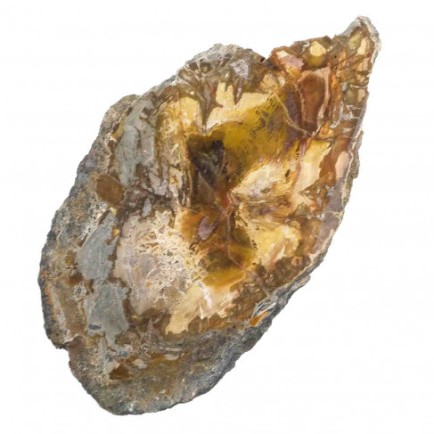 Tranche de bois fossile - 329 grammes