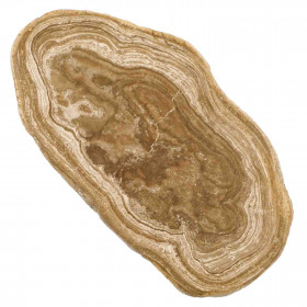Tranche de stromatolithe fossile - 338 grammes
