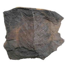 Plaque fossile avec fougère - 1196 grammes
