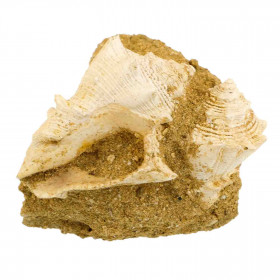 Coquillage fossile sur gangue calcaire - 324 grammes