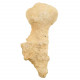 Eponge fossile - 100 grammes
