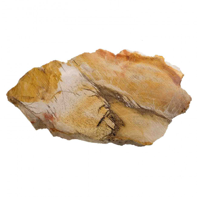 Tranche de bois fossile - 802 grammes