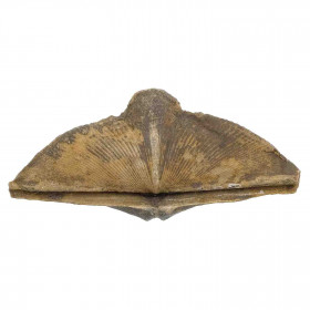 Spirifer fossile - 44 grammes