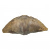 Spirifer fossile - 44 grammes