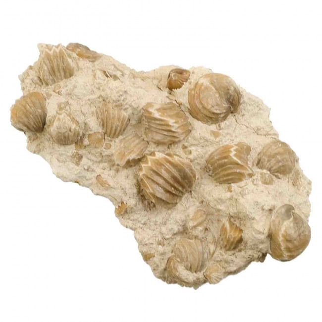 Bloc de rhynchonelles fossiles sur gangue - 1.9 kg