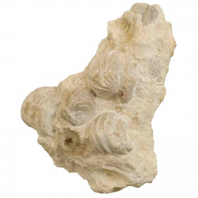 Rhynchonelles fossiles sur gangue - 517 grammes