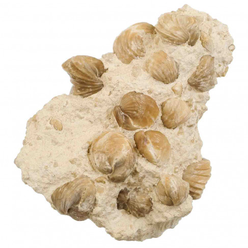 Rhynchonelles fossiles sur gangue - 1085 grammes