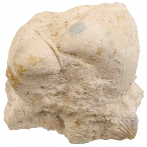 Bivalves et rhynchonelles fossiles sur gangue - 618 grammes