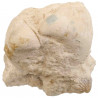 Bivalves et rhynchonelles fossiles sur gangue - 618 grammes