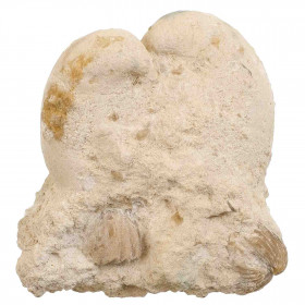 Bivalves et rhynchonelles fossiles sur gangue - 618 grammes