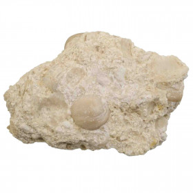 Coquillage fossile rudiste requienia sur gangue calcaire - 146 grammes