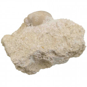 Coquillage fossile rudiste requienia sur gangue calcaire - 146 grammes