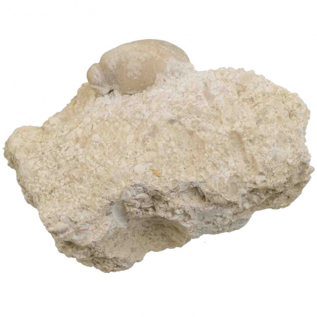 Coquillage fossile rudiste requienia sur gangue calcaire - 146 grammes