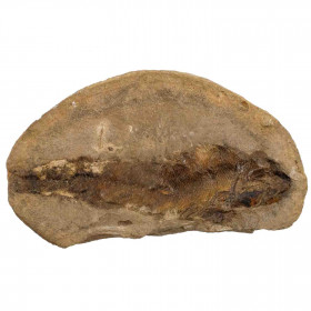 poisson fossile sur gangue - 266 grammes