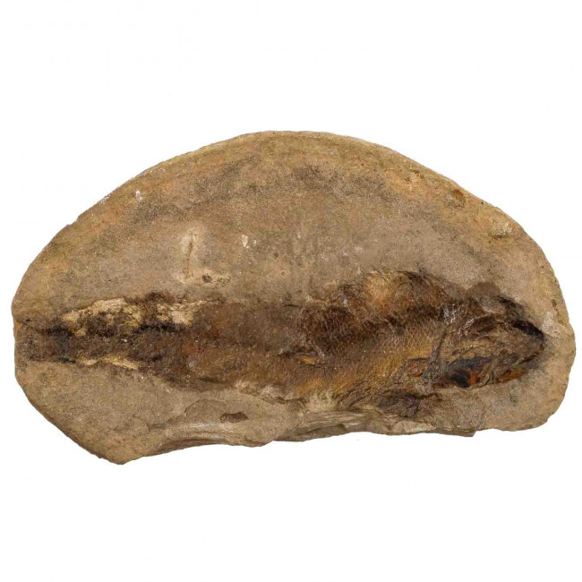 poisson fossile sur gangue - 266 grammes
