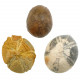 Lot de 3 oursins fossiles - 4.5 à 5.5 cm