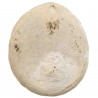 Oursin fossile - 97 grammes