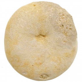 Oursin fossile echinolampas burdigalensis - 92 grammes