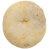 Oursin fossile echinolampas burdigalensis - 92 grammes