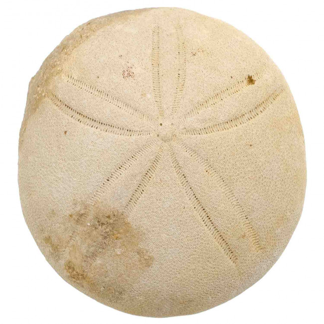 Oursin fossile echinolampas burdigalensis - 92 grammes