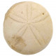 Oursin fossile echinolampas burdigalensis - 92 grammes