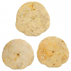 Lot de 3 oursins fossiles scutella - 6.5 à 7.5 cm