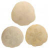 Lot de 3 oursins fossiles scutella - 6.5 à 7.5 cm