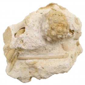 Oursin fossile cidaris florigemma sur gangue avec radioles - 141 grammes