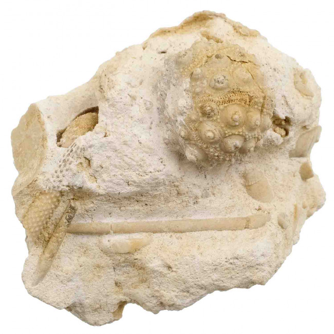 Oursin fossile cidaris florigemma sur gangue avec radioles - 141 grammes