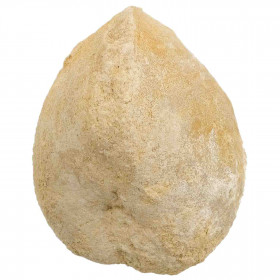 Oursin fossile pleuromya - 155 grammes