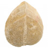 Oursin fossile pleuromya - 155 grammes