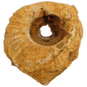 Coquillage spirula salomonensis empreinte sur gangue - 395 grammes