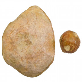 Stromatolithes fossiles sciés - Lot de 2 - 2.5 à 8.5 cm