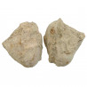 Eponge fossile sciée - La paire - 80 grammes