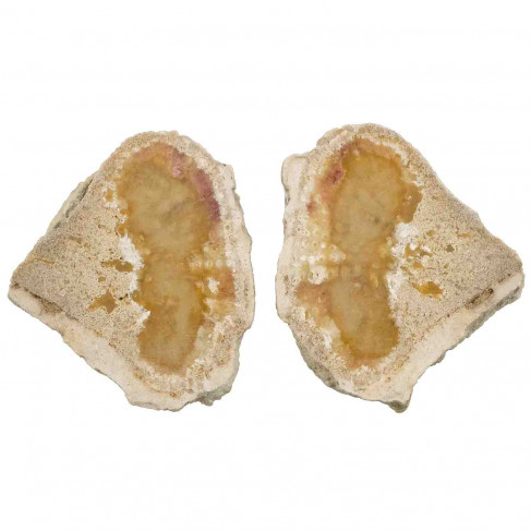 Eponge fossile sciée - La paire - 80 grammes