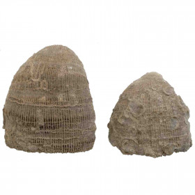 Coraux fossiles placosmilia vidali - 6.5 et 4.5 cm - Lot de 2