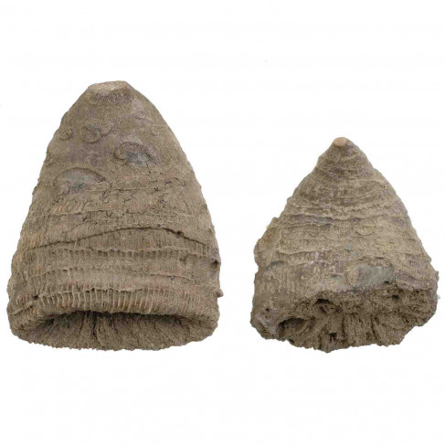Coraux fossiles placosmilia vidali - 6.5 et 4.5 cm - Lot de 2