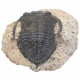 Fossile trilobite paralejurus dormitzeri sur gangue - 219 grammes