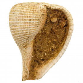 Coquillage fossile pirula sallomacensis - 46 grammes