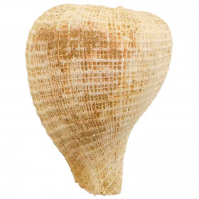 Coquillage fossile pirula sallomacensis - 46 grammes