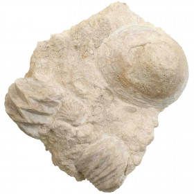Rhynchonelles et patelle fossiles sur gangue - 253 grammes