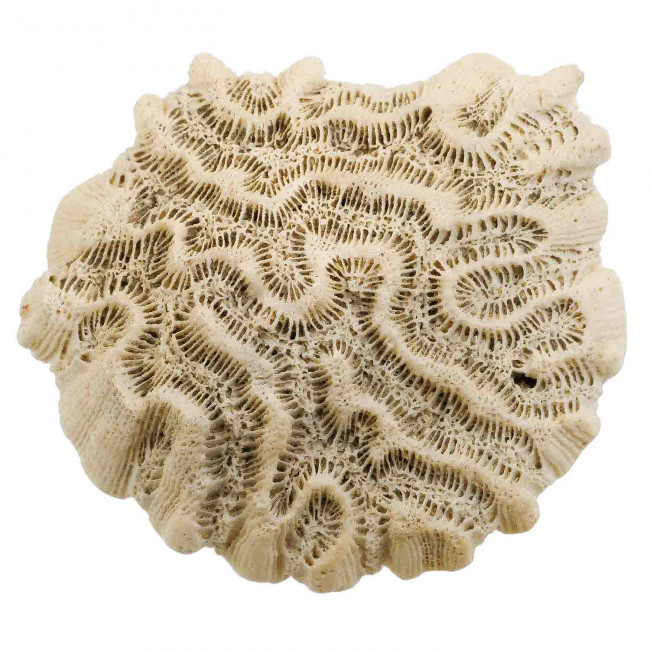 Méandrine corail fossilisé - 88 grammes