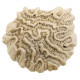 Méandrine corail fossilisé - 88 grammes