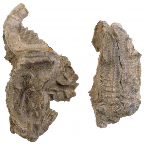 Fossiles d'huitres - 6.5 et 7.5 cm - Lot de 2