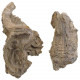 Fossiles d'huitres - 6.5 et 7.5 cm - Lot de 2